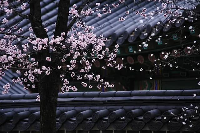 Les Rituels Coréens de Printemps : Traditions et Significations