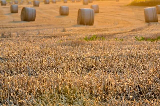 Les rituels coréens autour de la saison des récoltes : Traditions et Croyances