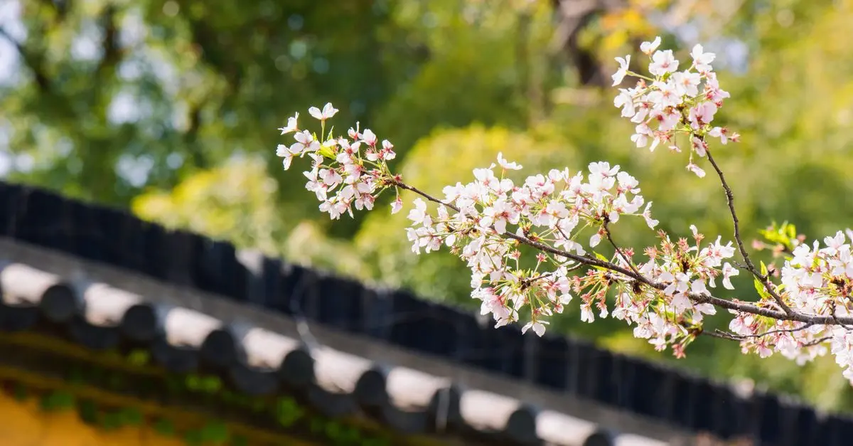 Les rituels coréens pour le printemps : traditions et célébrations