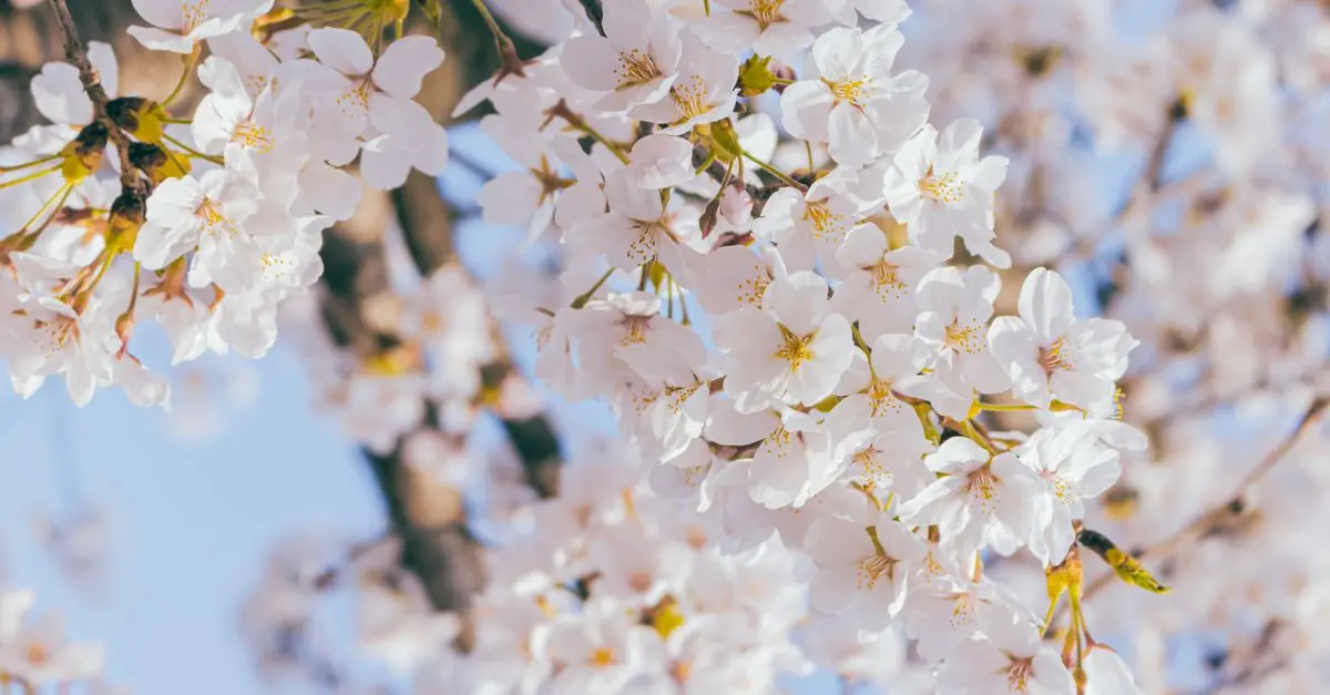 Les rituels coréens pour célébrer le printemps et la renaissance