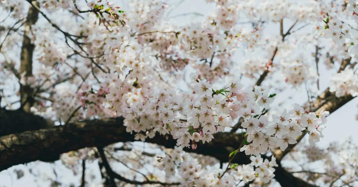 Les rituels coréens pour le printemps : traditions et significations