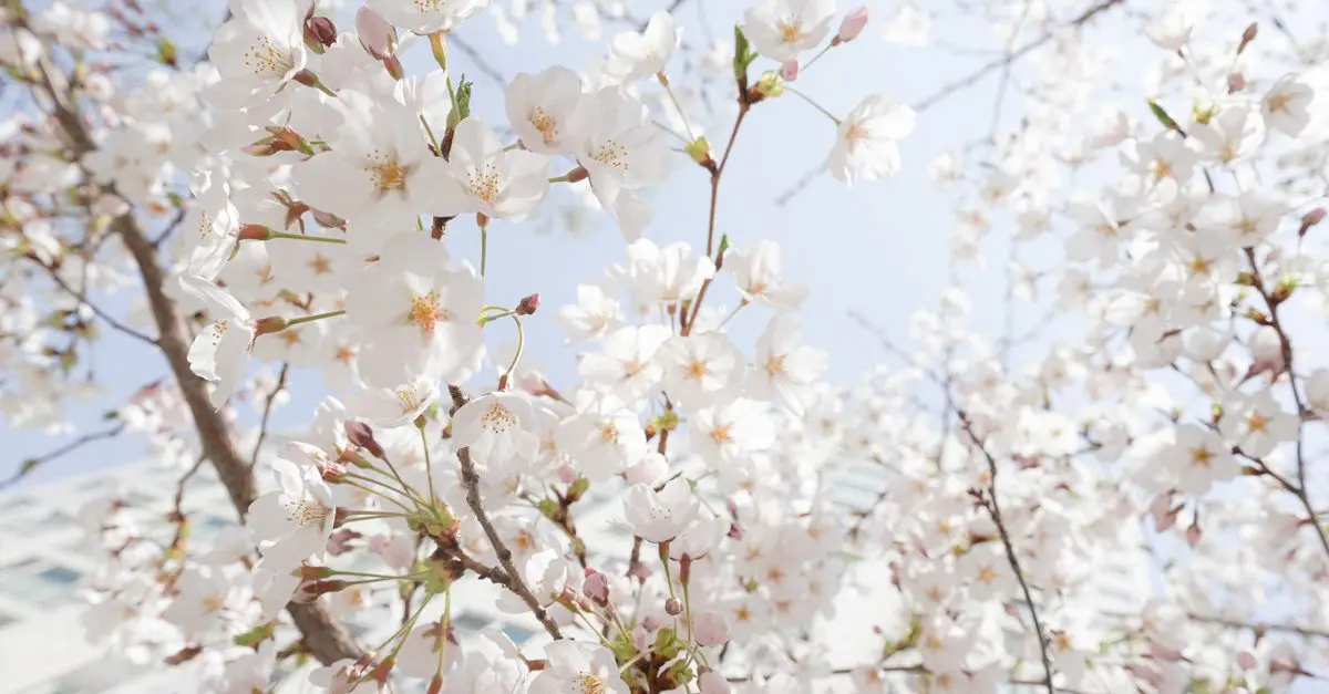 Rituels coréens pour le printemps : traditions et célébrations