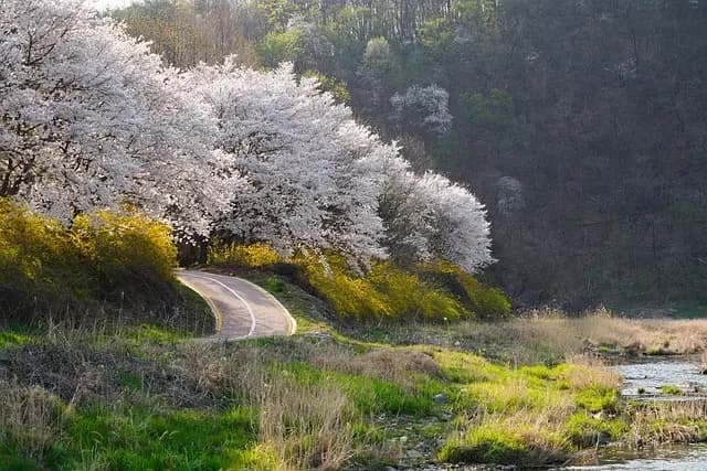 Les Rituels Coréens de Printemps : Traditions et Significations