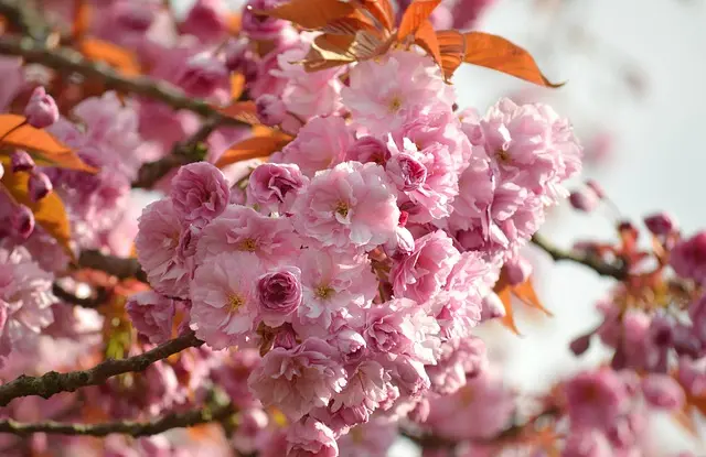 Rituels Coréens pour le Printemps : Traditions et Significations