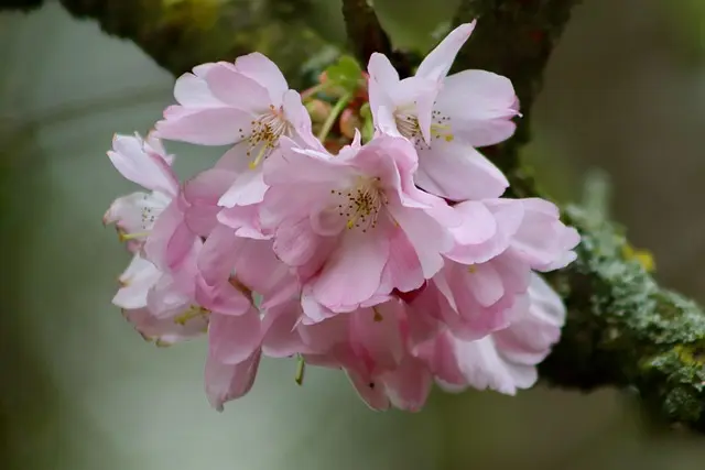Rituels coréens de printemps : traditions et significations