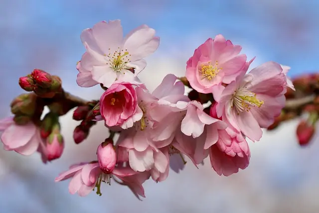 Les Rituels Coréens de Printemps : Traditions et Événements