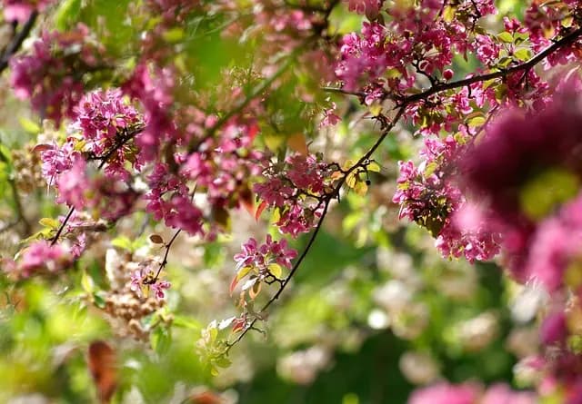 Les Rituels Coréens de Printemps : Traditions et Événements