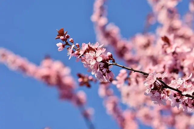 Rituels Coréens de Printemps : Traditions et Célébrations