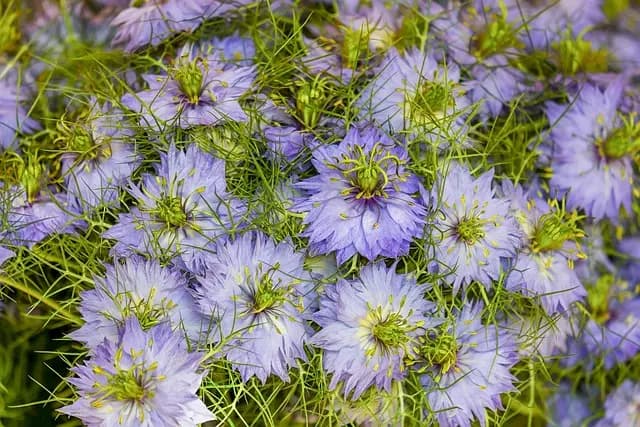 Les rituels coréens de purification : pratiques et significations